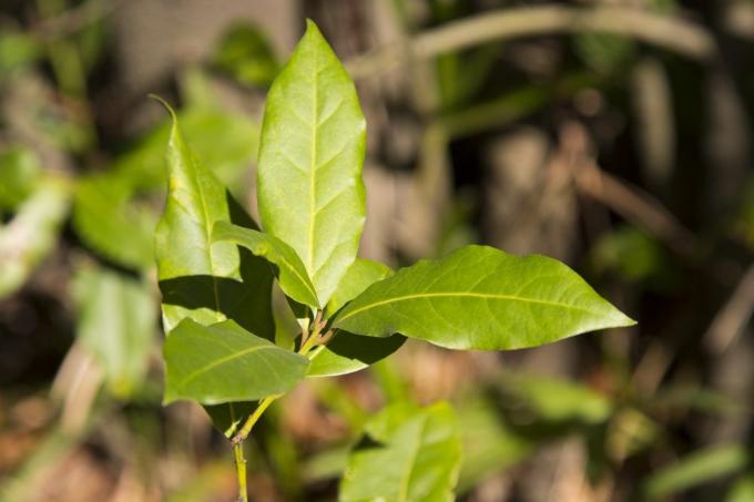 Problémy s pěstováním bobkového listu