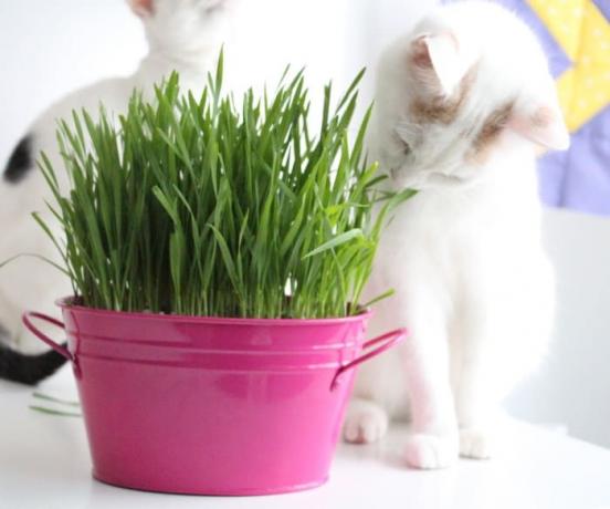 Diy trawa dla kota