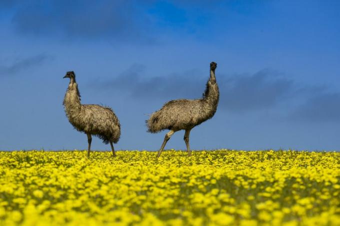 Austrália, Port Lincoln, duas emus no campo de canola