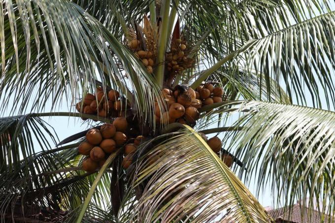 ココナッツの木を育てる