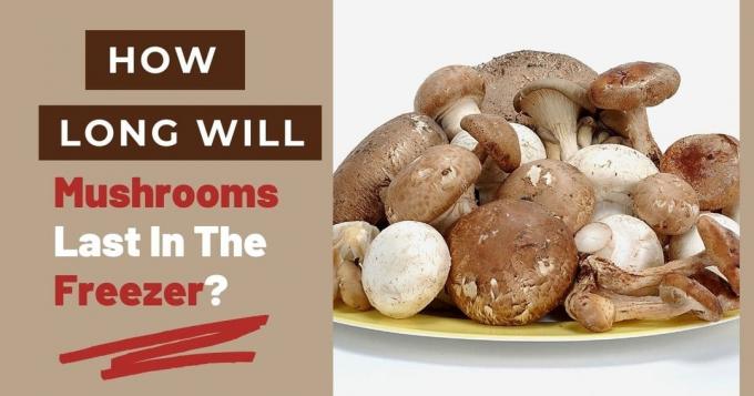 Een spandoek met de woorden " hoe lang blijven champignons in de vriezer?