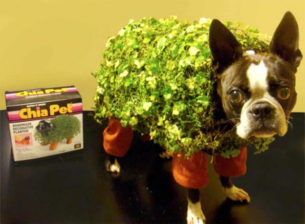 Kucēns chia pet