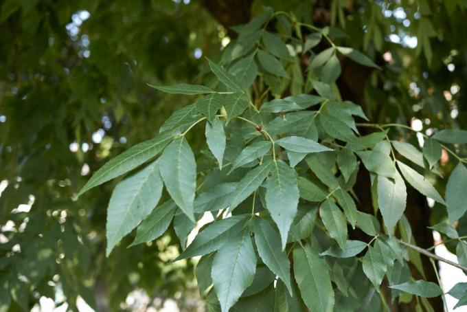 Zelený popel (fraxinus pennsylvanica)