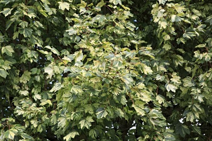 Pokojová rostlina Tree Ivy 