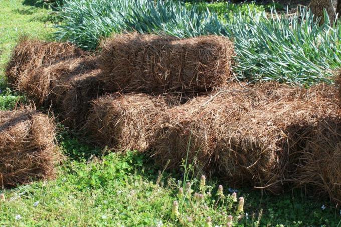 Pine halm mulch tips