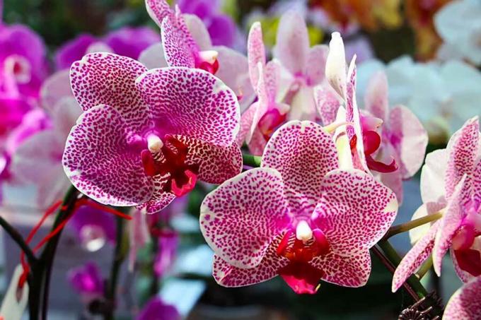 Lilla vanda orkidé