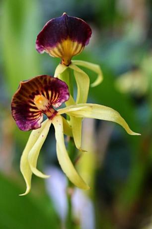 Odrůdy orchidejí véčkové orchideje