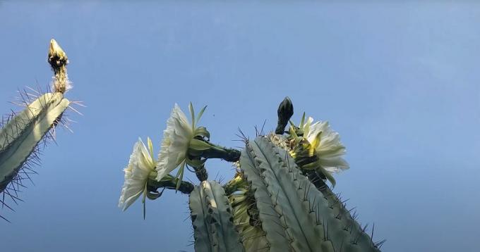San pedro kaktus