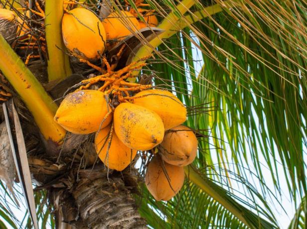 मलायन बौना नारियल का पेड़
