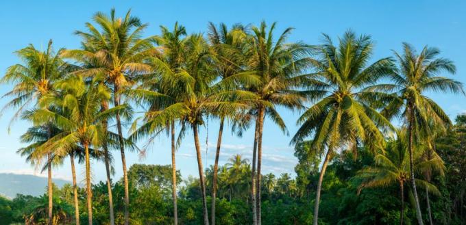パナマの背の高いココナッツの木