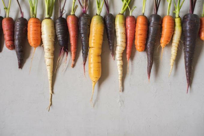 Tipi di carote (4)