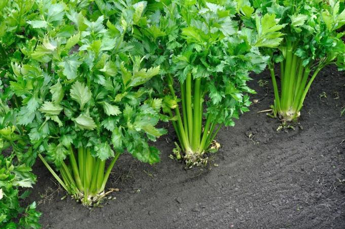druhy celeru