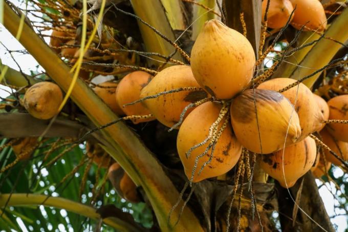चौघाट नारंगी बौना नारियल का पेड़