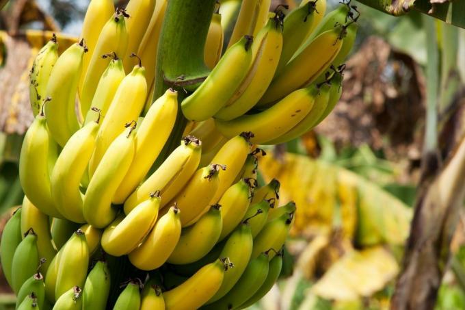 cómo almacenar plátanos