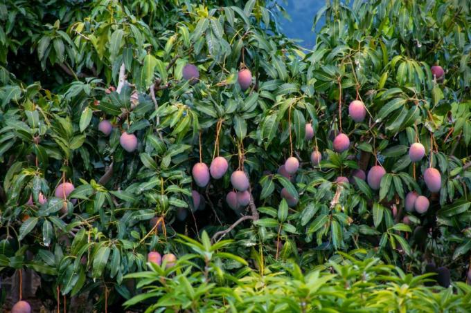 wachsende Mangobäume