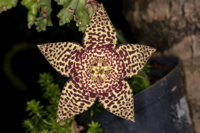 Hvězdný kaktusový květ
