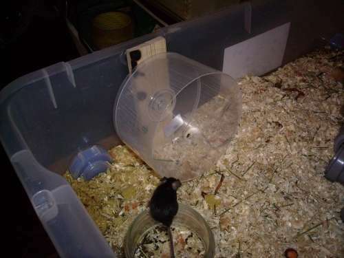 Roată de exercițiu pentru hamster