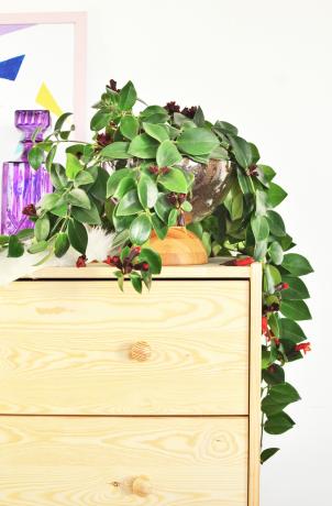Potrebujete edinstven sadilnik za gojenje vaših rastlin, ne oglejte si več, kako lahko naredite eno samo z dvema skledama, še en eleganten kramp IKEA, ki ga ne smete zamuditi