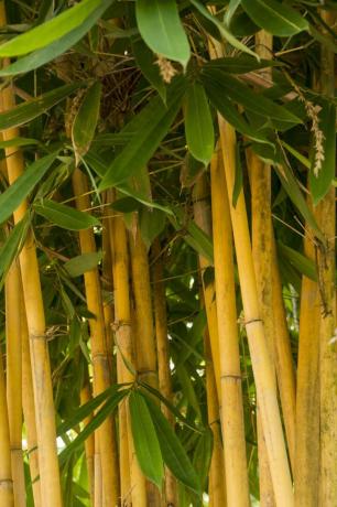 Parassiti comuni di bambù dorato