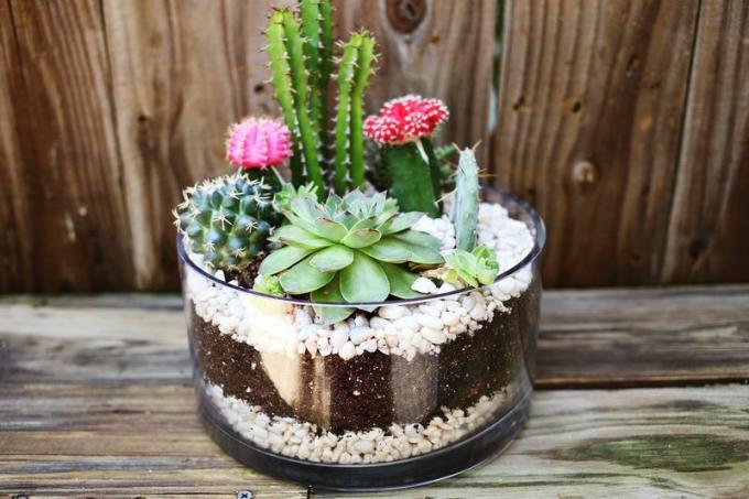 DIY Cactussen Tuin