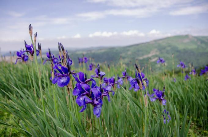 Variedades de iris